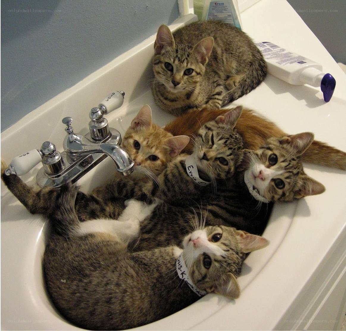 Cats in a bathroom sink