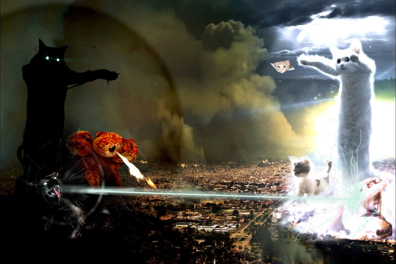 Cats in a battle over a city