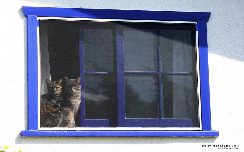 Cats in a blue window