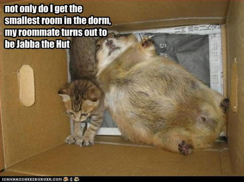 Cats in a Box