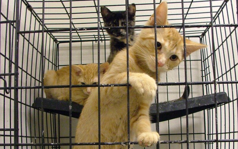 Cats in a cage