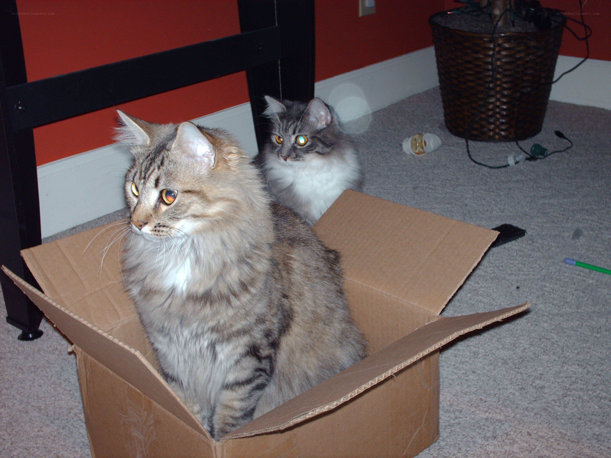 Cats in a cardboard box