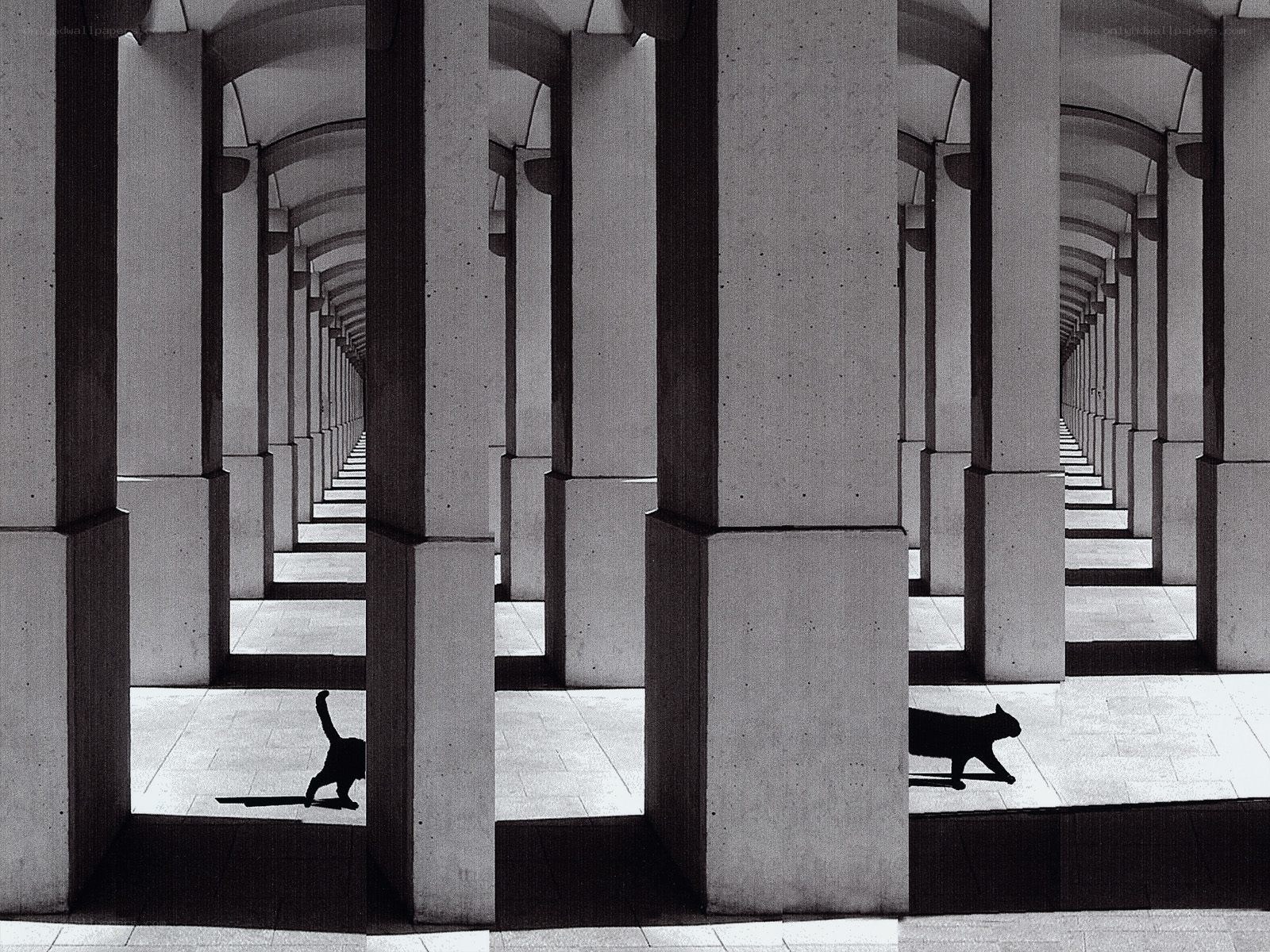 Cats in a colonnade