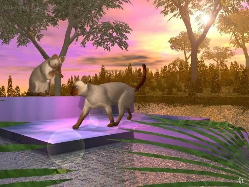 Cats in a digital garden