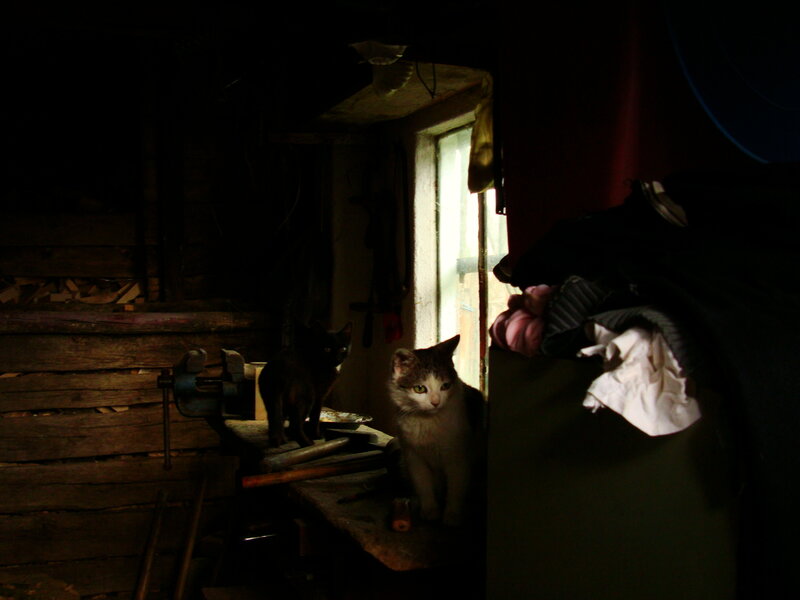 Cats in a dim workshop