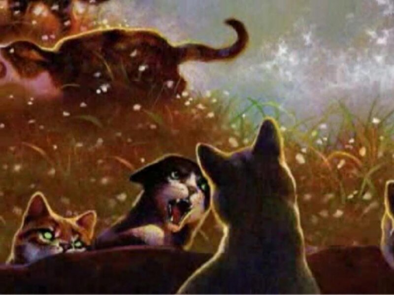 Cats in a Field