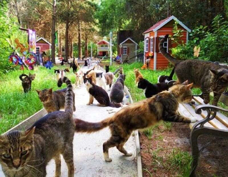 Cats in a Garden — Green