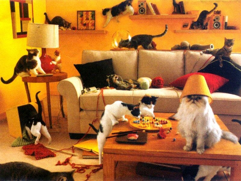 Cats in a Living Room — Yellow