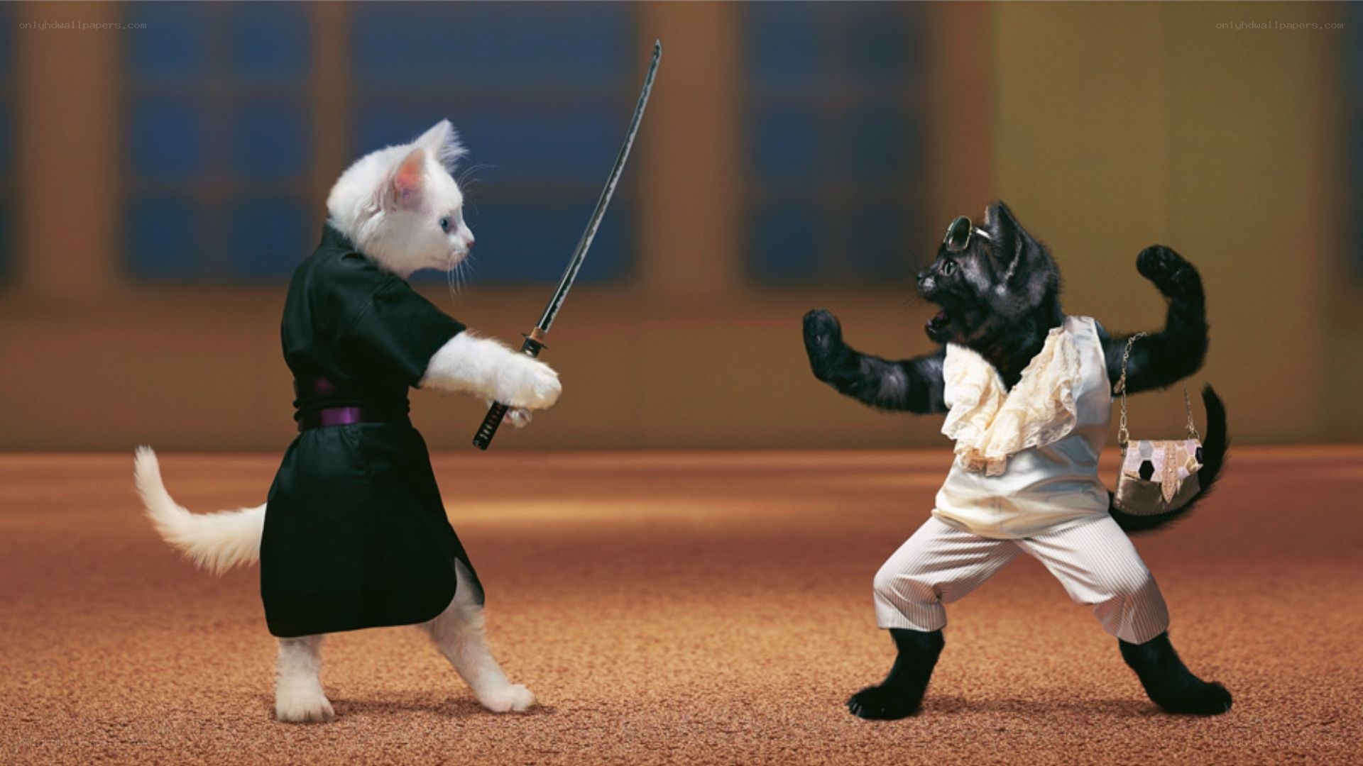 cats in a martial arts duel