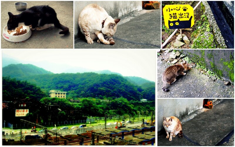 Cats in a mountain town