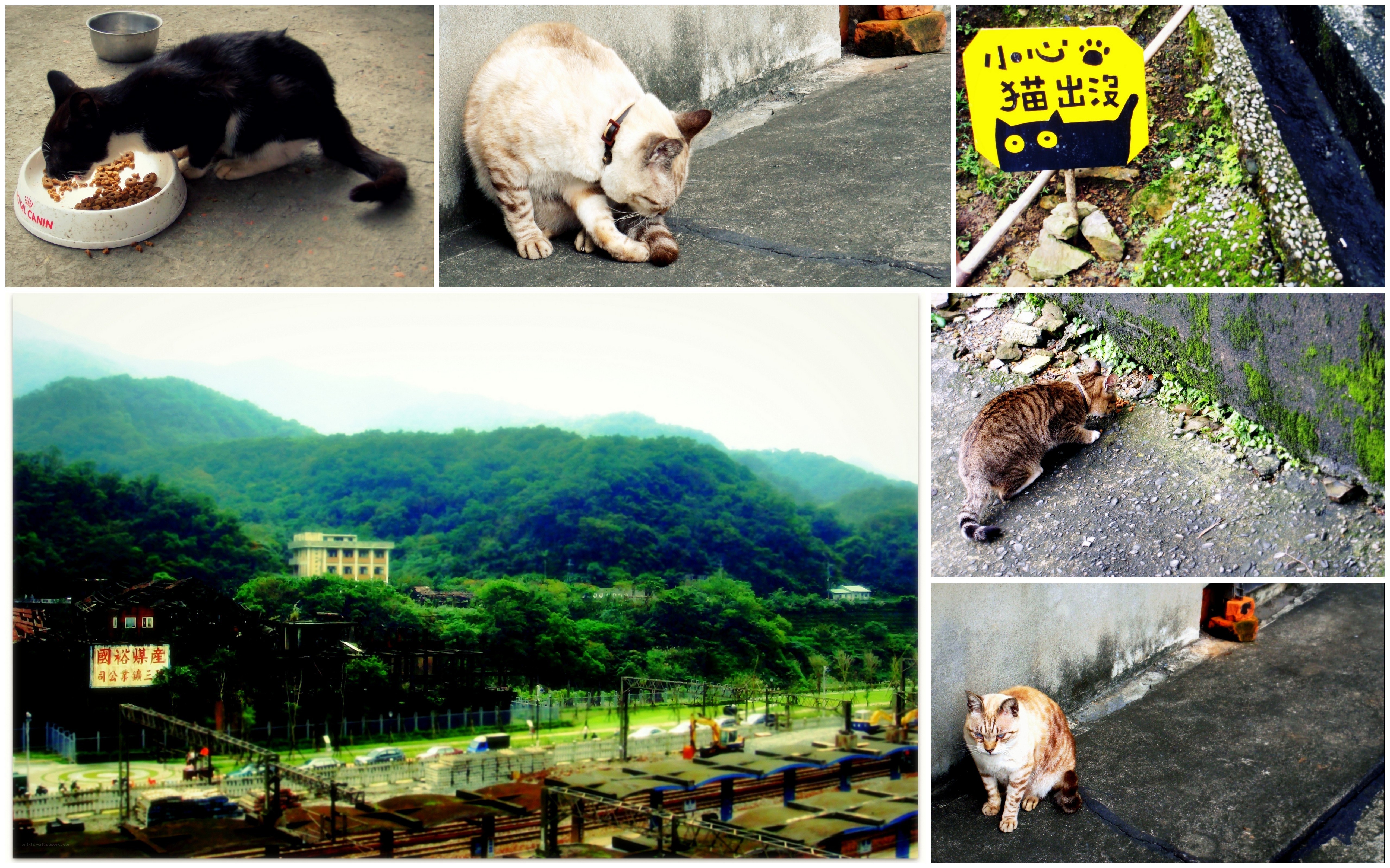 Cats in a mountain town
