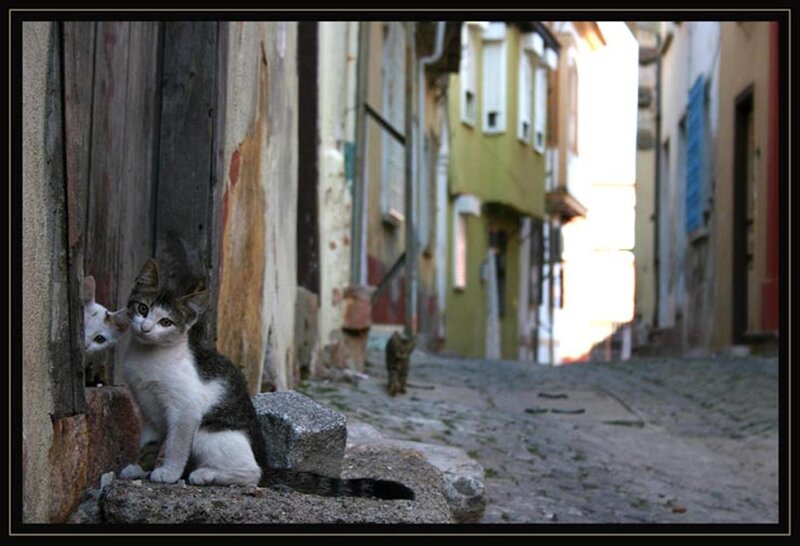 Cats in a narrow alley