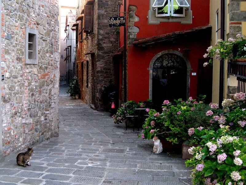 Cats in a narrow alley