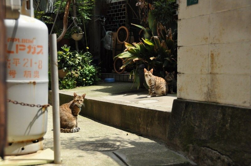 Cats in a narrow alley