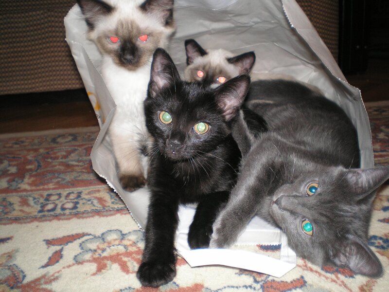 Cats in a paper bag