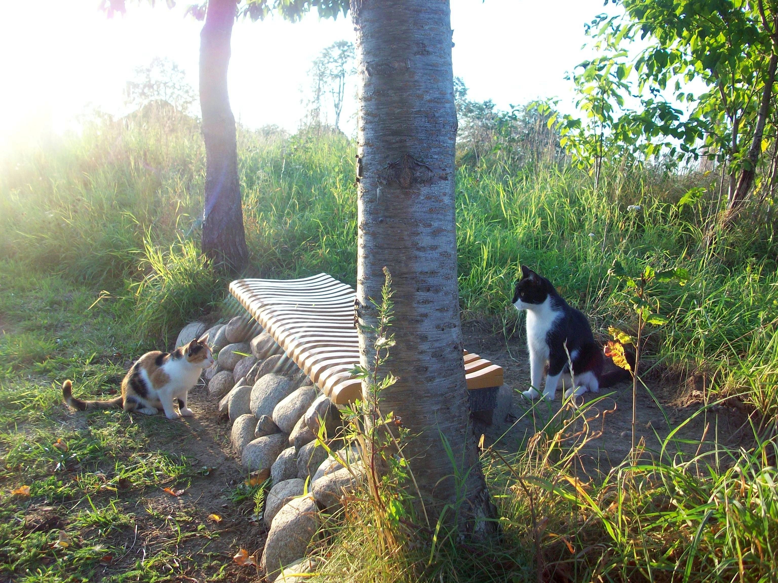 Cats in a park at sunset