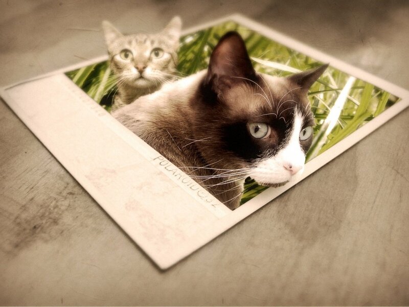 Cats in a photo on table