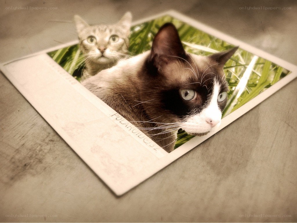 Cats in a photo on table