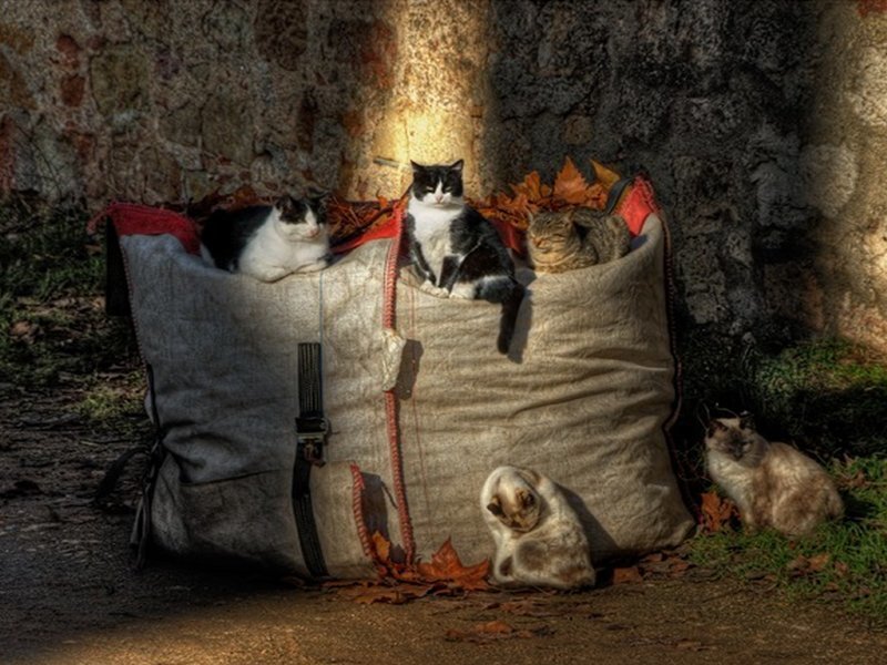 Cats in a Sack