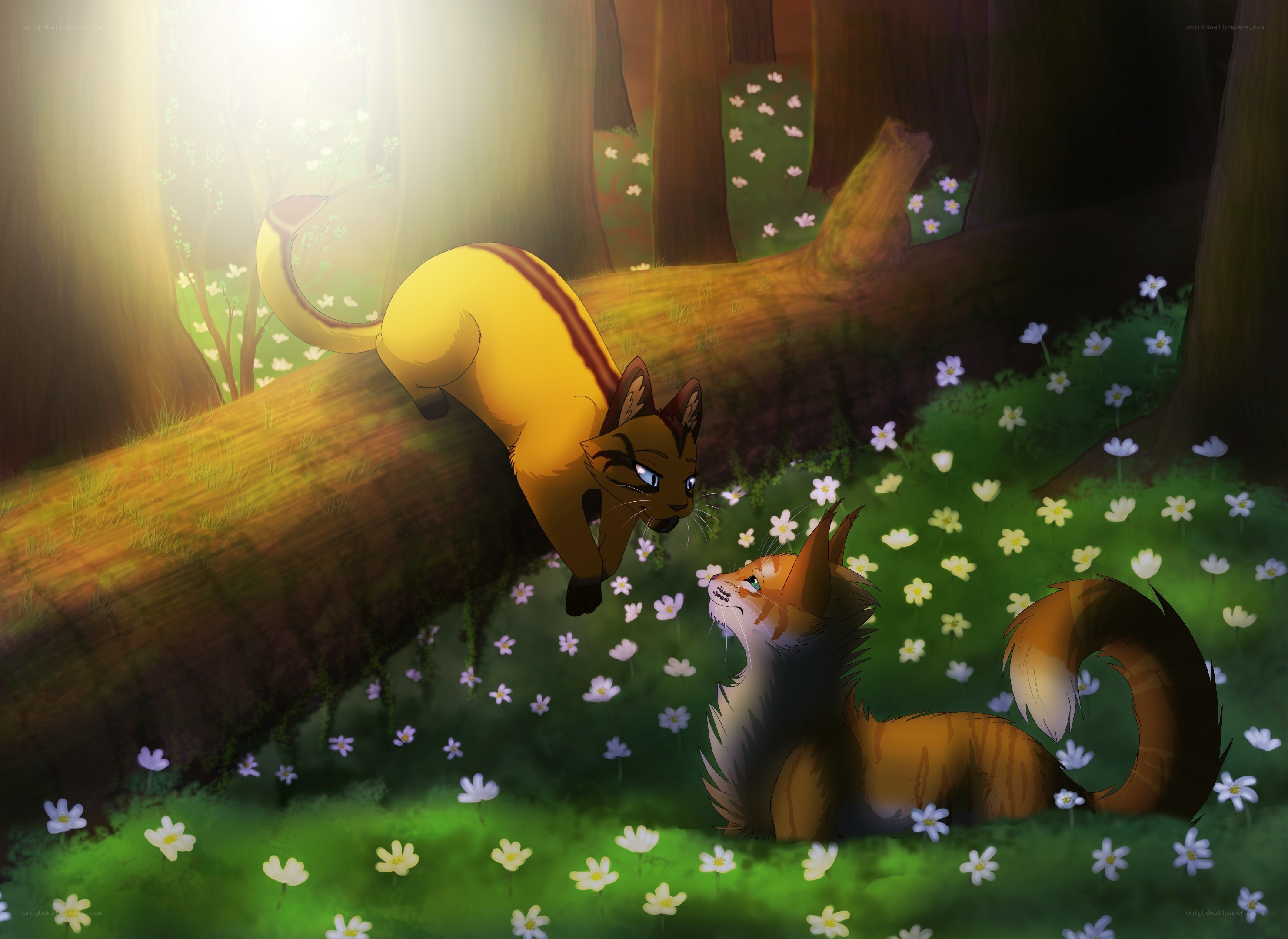 Cats in a sunlit forest