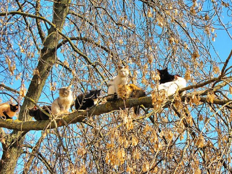 Cats in a Tree