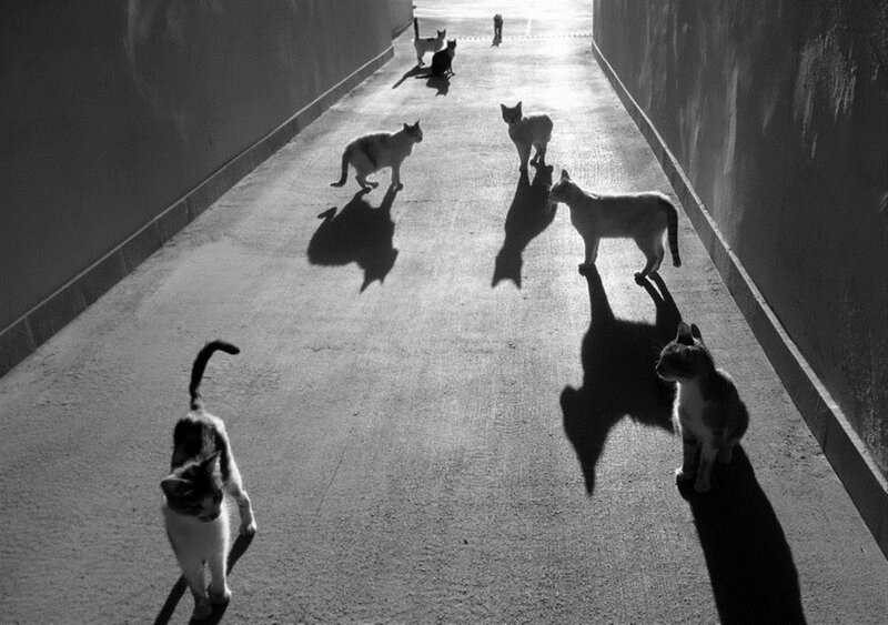 Cats in a Tunnel