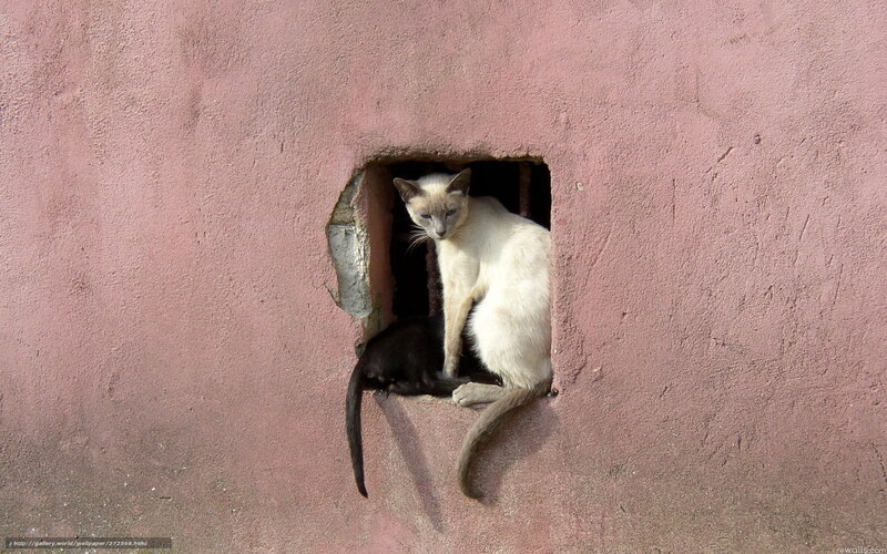 Cats in a wall hole