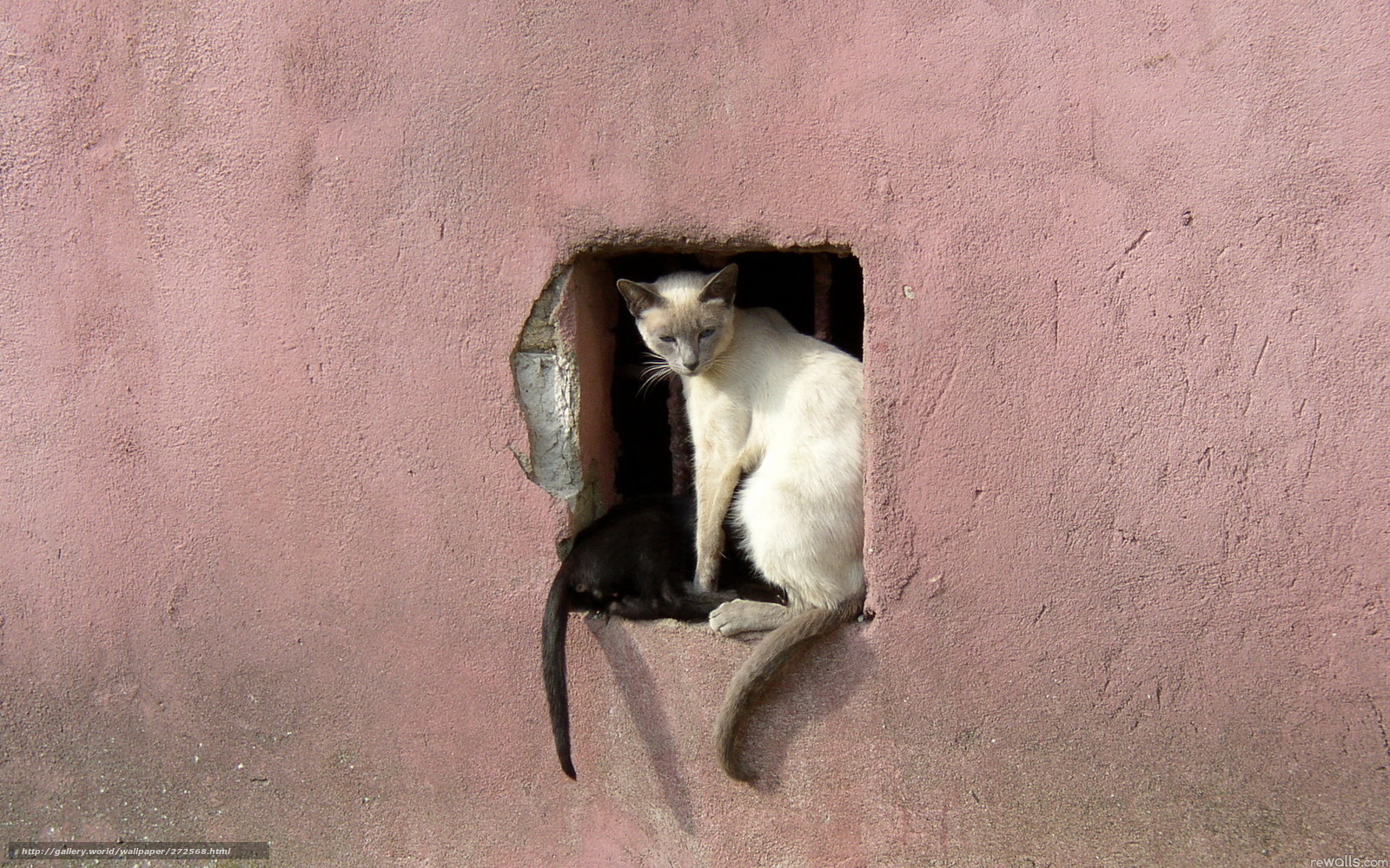 Cats in a wall hole