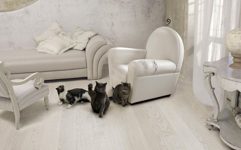 Cats in a white living room
