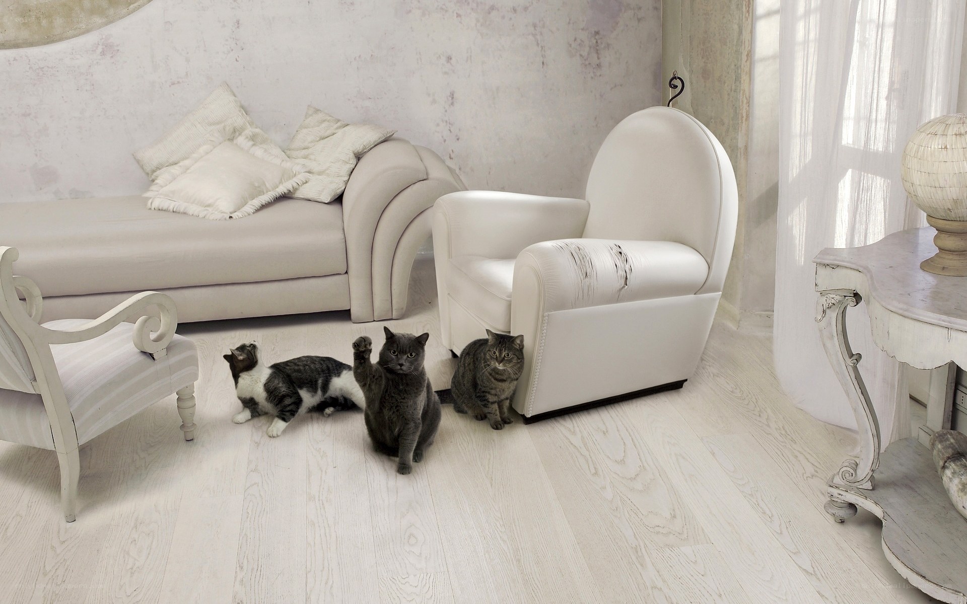 Cats in a white living room