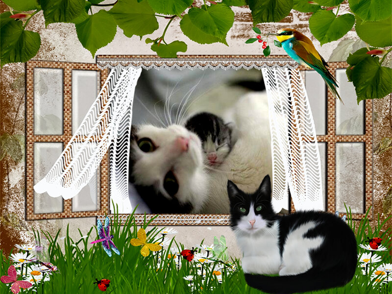 Cats in a Window