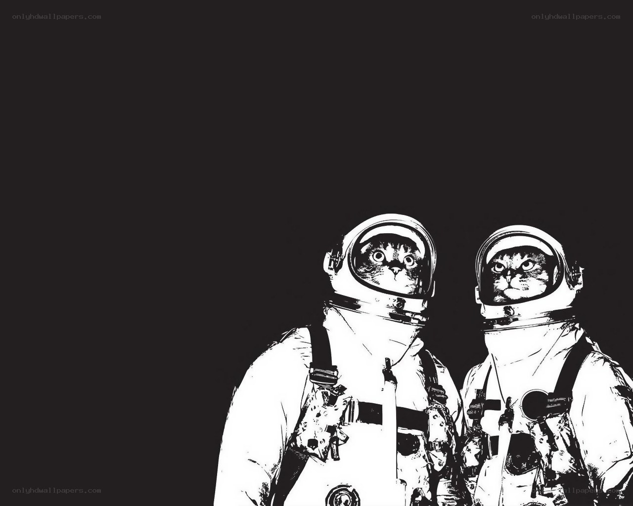cats in astronaut suits