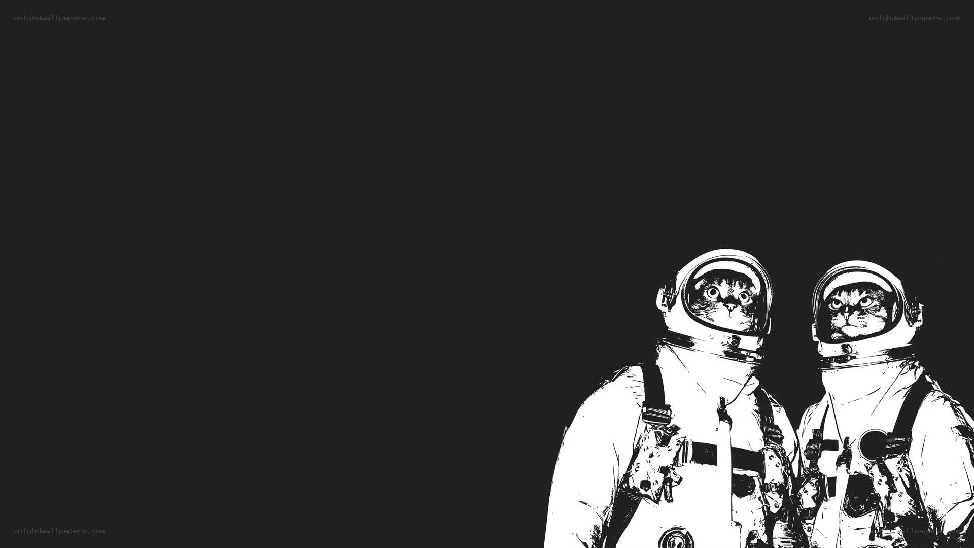 cats in astronaut suits