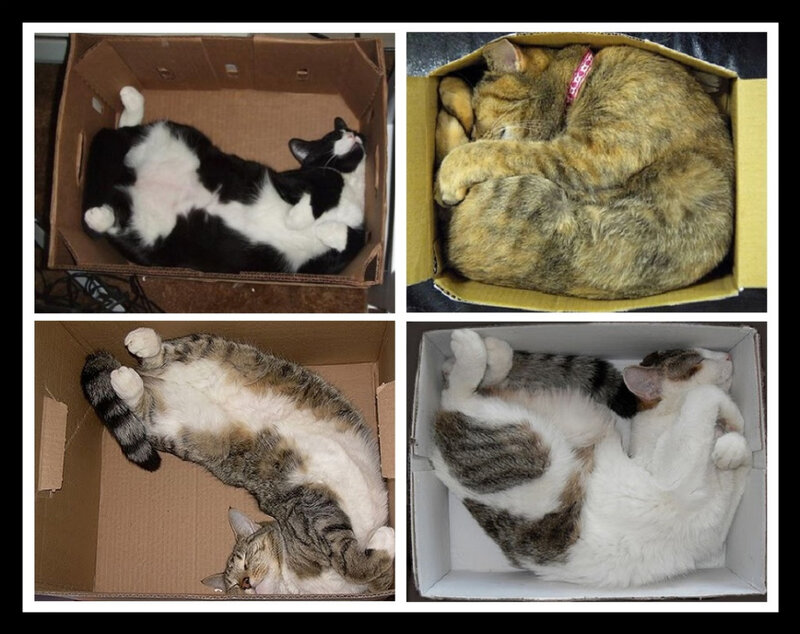 Cats in Cardboard Boxes