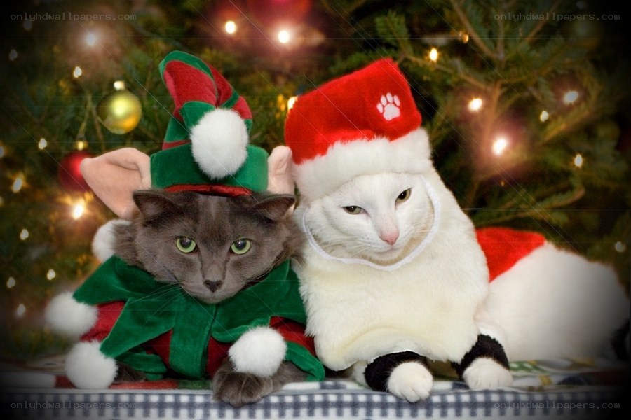 Cats in Christmas costumes