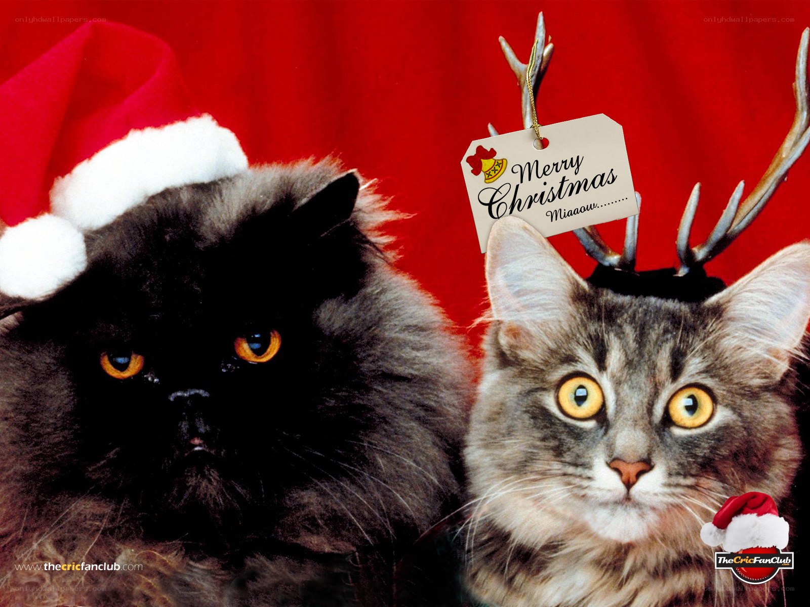 Cats in Christmas hats