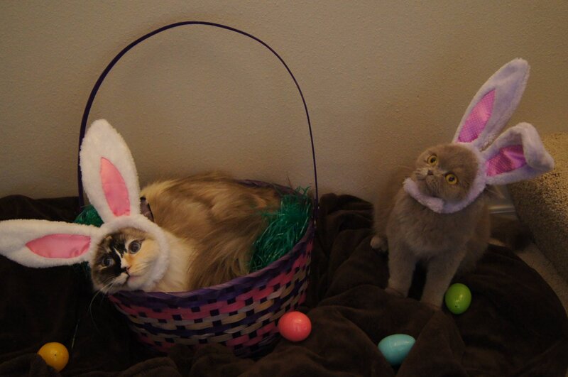 Cats in Easter bunny hats
