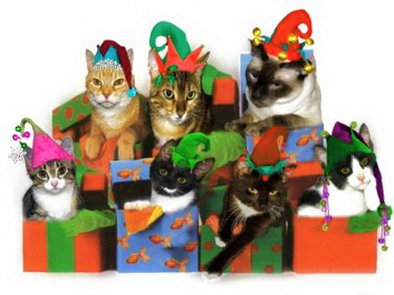 Cats in Gift Boxes