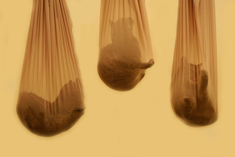 Cats in hanging mesh bags