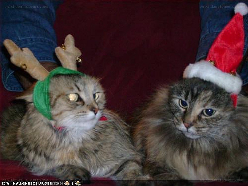 Cats in holiday hats