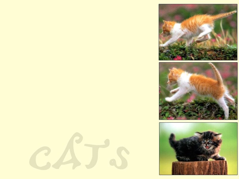Cats in motion