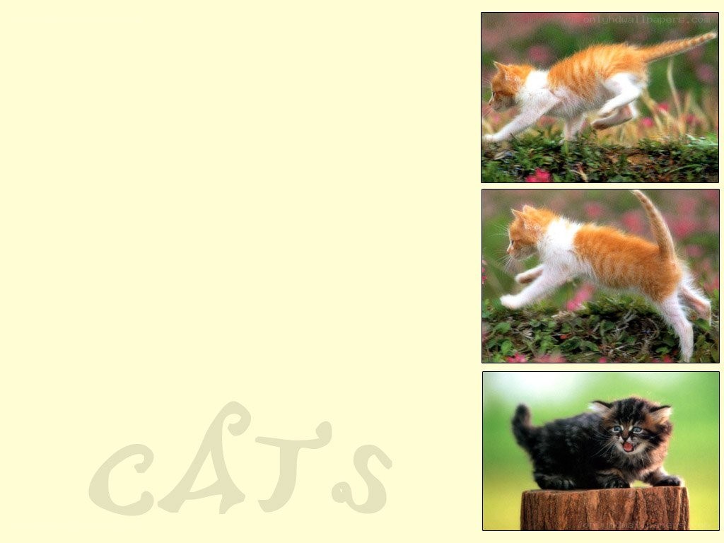 Cats in motion