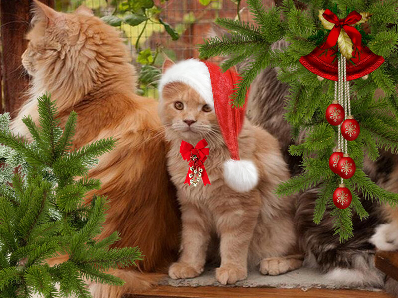Cats in Santa Hats