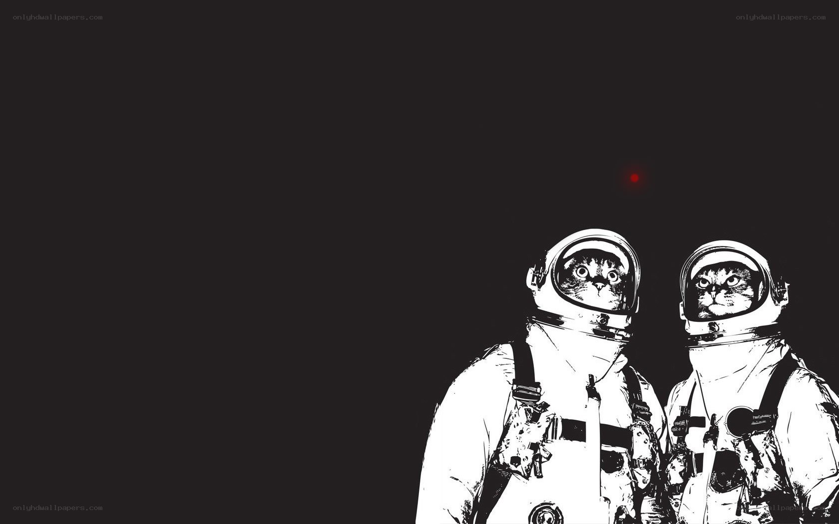cats in space suits