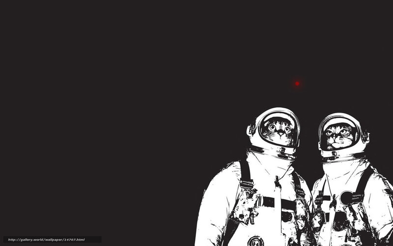 cats in space suits