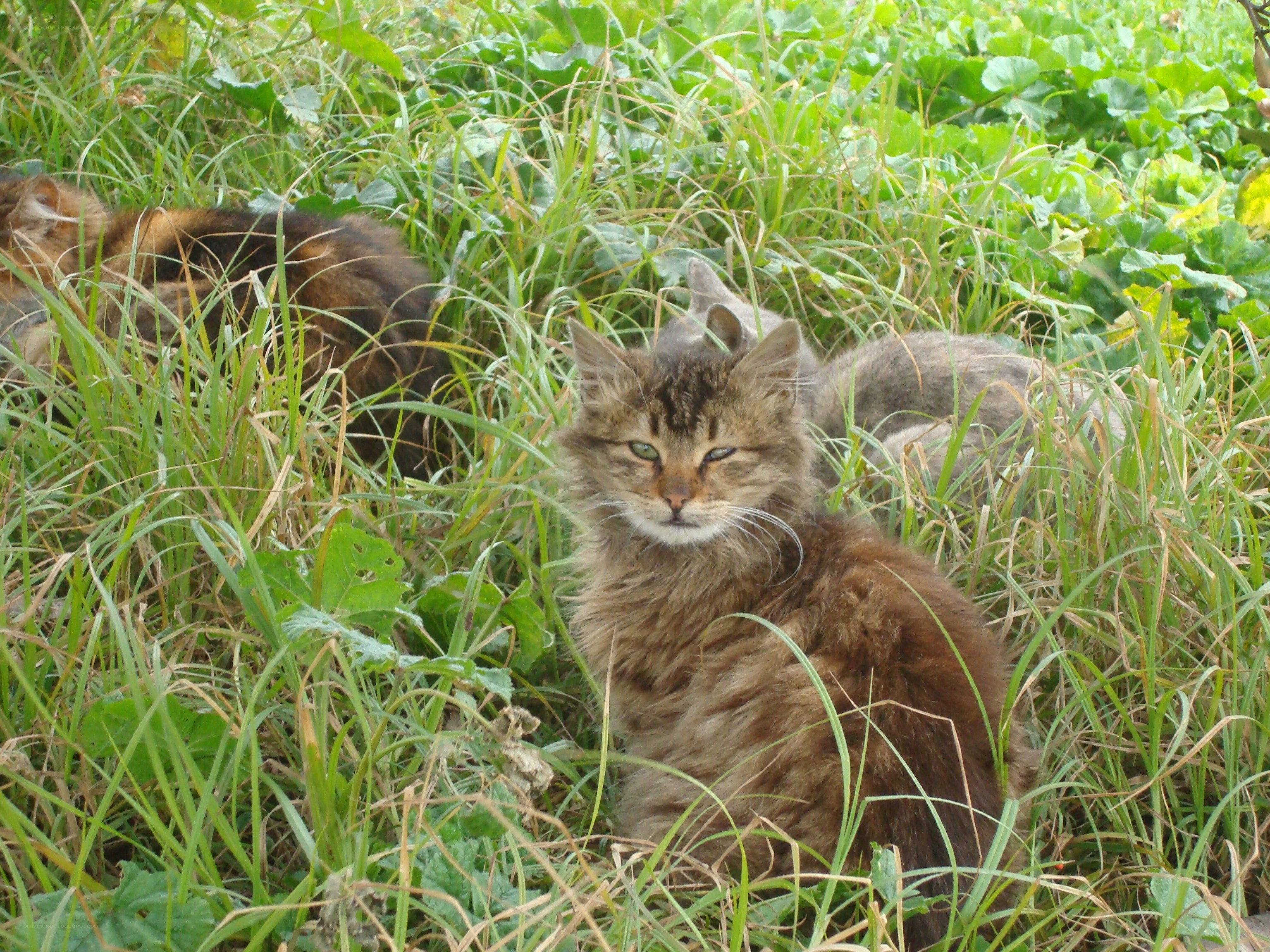 Cats in tall grass