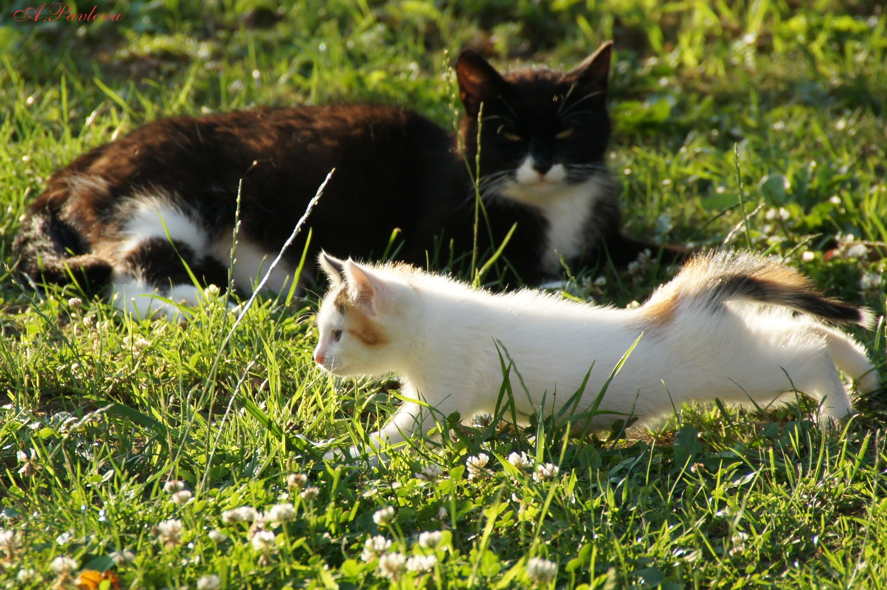 Cats in the grass