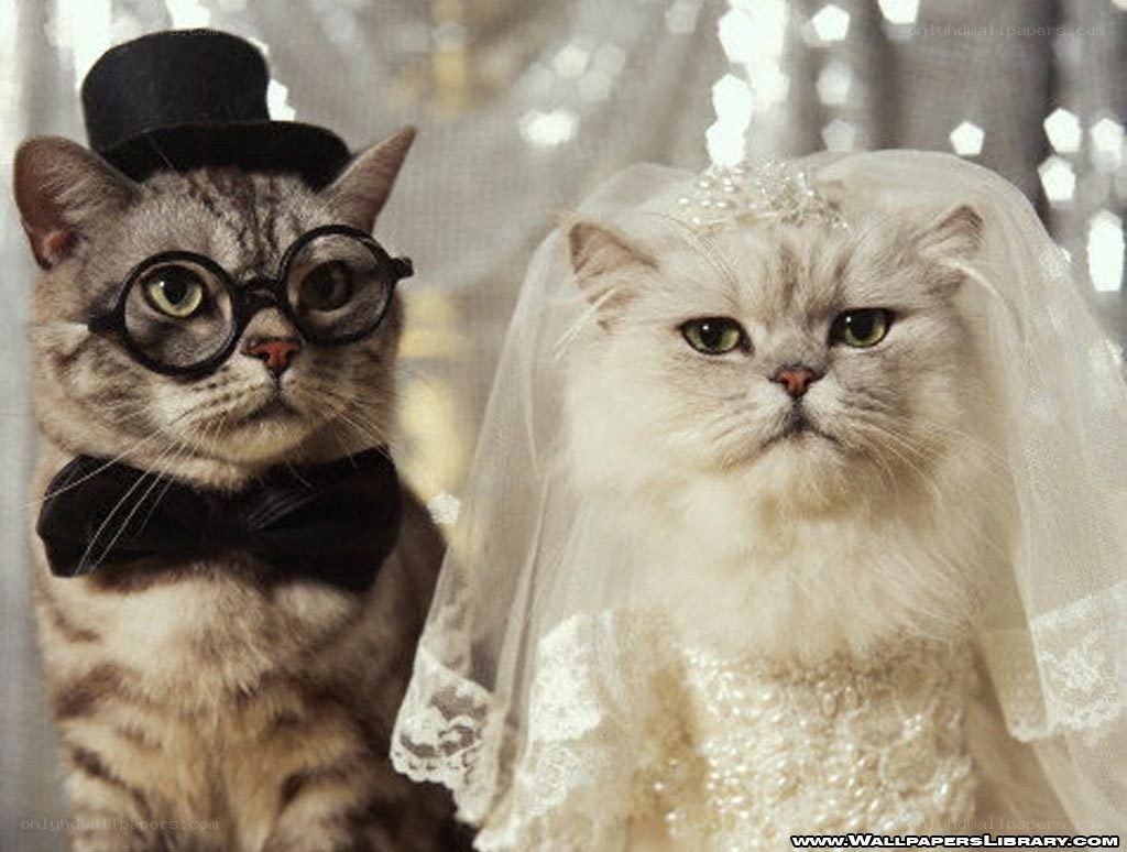 cats in wedding attire