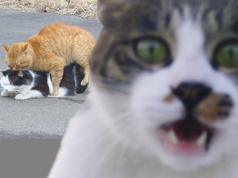 Cats interacting on pavement