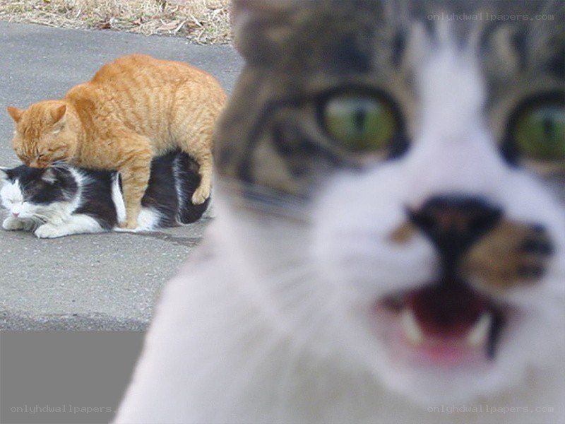 Cats interacting on pavement